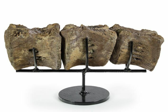 Articulated Hadrosaur (Brachylophosaurus?) Vertebrae - Montana #353511